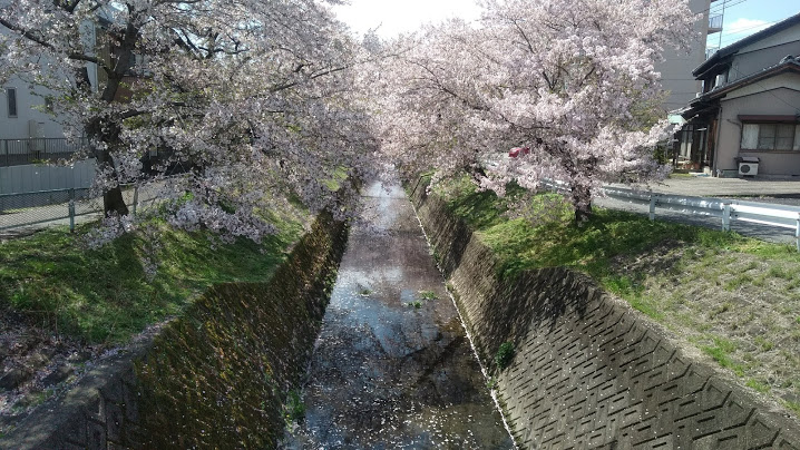 cherry blossom river